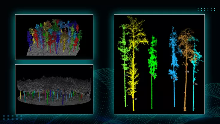 Lidar360 Forstwirtschaft