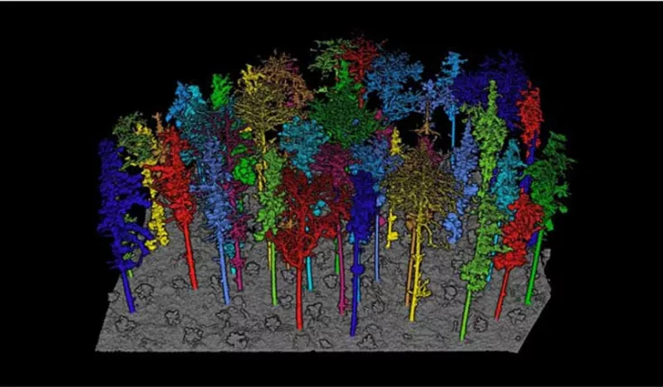 Analyse eines Waldes in LiDAR360